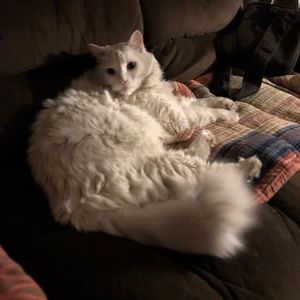 Meet your Posher, Mindee